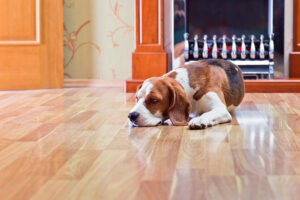 Read more about the article 3 Reason You Should Clean Pet Hair and Dander in Carpet Regularly