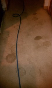 Read more about the article Another Job Well Done!! – Carpet Cleaning in Atlanta